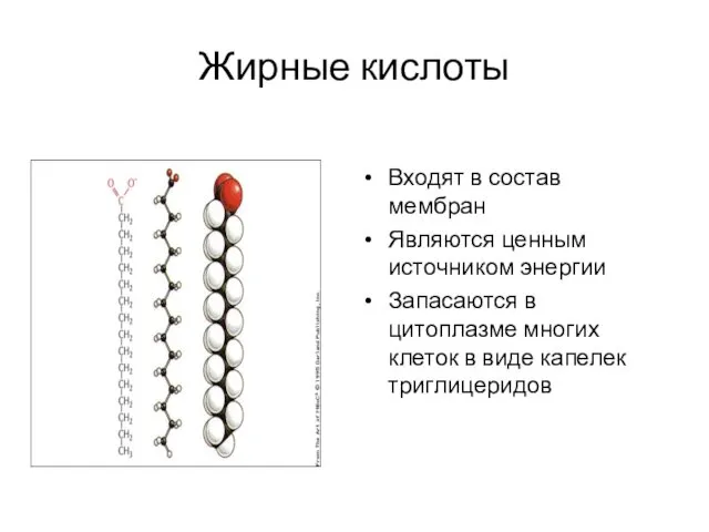 Жирные кислоты Входят в состав мембран Являются ценным источником энергии