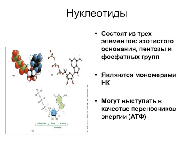 Нуклеотиды Состоят из трех элементов: азотистого основания, пентозы и фосфатных