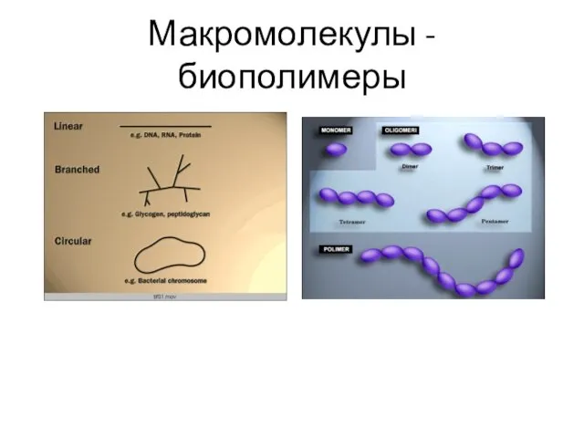 Макромолекулы - биополимеры Кольцевые