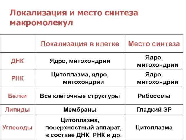 Локализация и место синтеза макромолекул