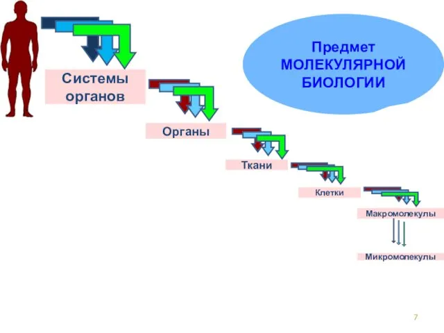 Системы органов Органы Ткани Клетки Макромолекулы Микромолекулы Предмет МОЛЕКУЛЯРНОЙ БИОЛОГИИ