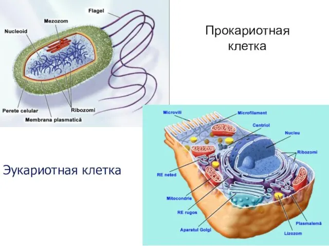 Прокариотная клетка Эукариотная клетка