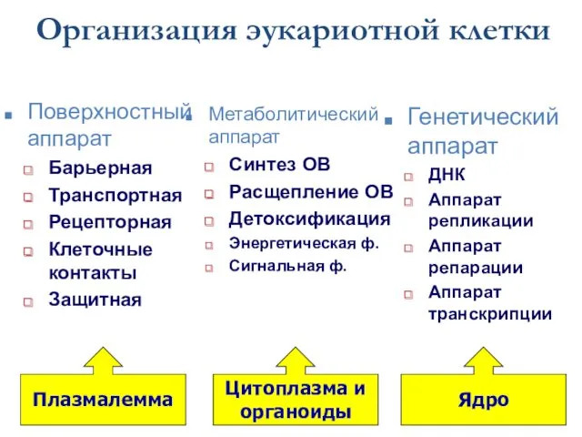 Организация эукариотной клетки Плазмалемма Цитоплазма и органоиды Ядро Метаболитический аппарат