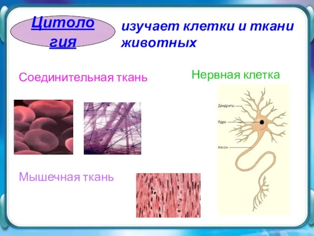 Цитология Соединительная ткань Мышечная ткань изучает клетки и ткани животных Нервная клетка