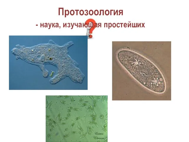 Протозоология - наука, изучающая простейших