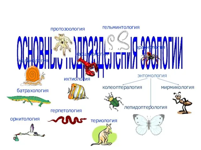 основные подразделения зоологии гельминтология малакология карцинология арахнология энтомология колеоптералогия мирмикология