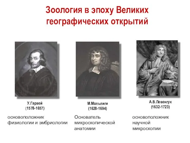 Зоология в эпоху Великих географических открытий А.В.Левенгук(1632-1723) М.Мальпиги (1628-1694) У.Гарвей