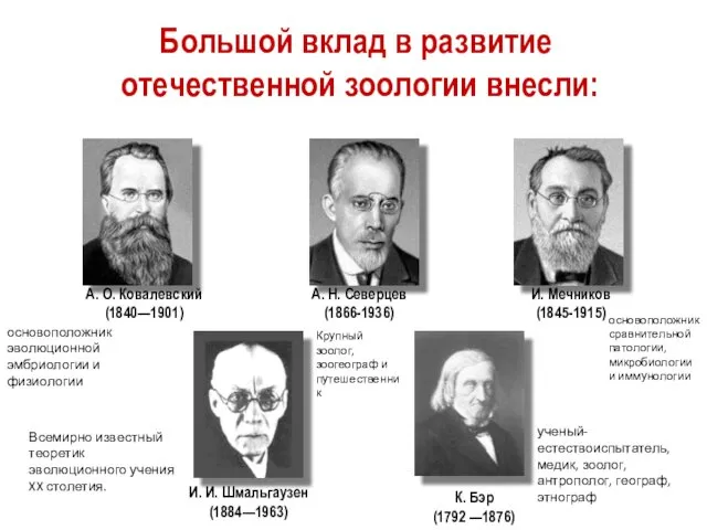 И. Мечников (1845-1915) А. О. Ковалевский (1840—1901) А. Н. Северцев