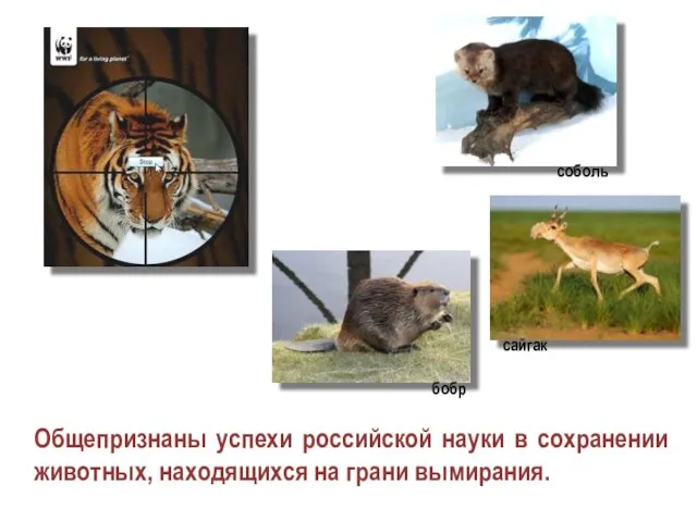 Общепризнаны успехи российской науки в сохранении животных, находящихся на грани вымирания. соболь сайгак бобр
