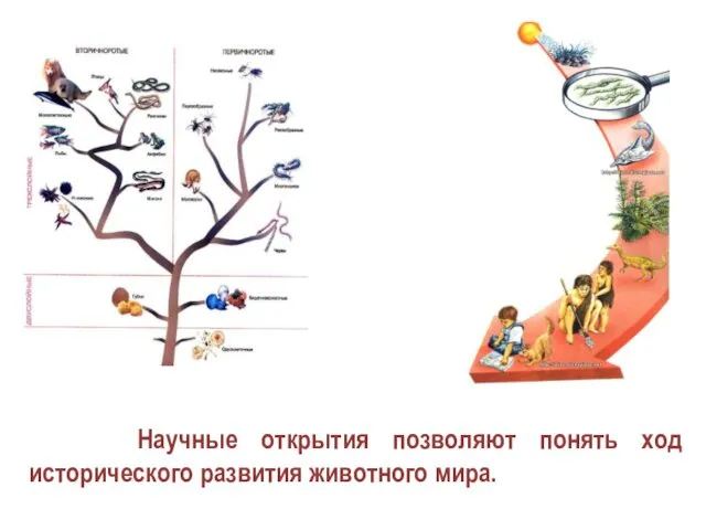 Научные открытия позволяют понять ход исторического развития животного мира.