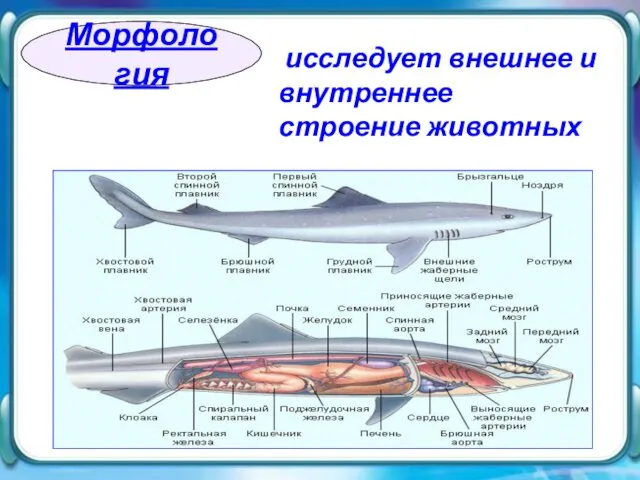 исследует внешнее и внутреннее строение животных Морфология