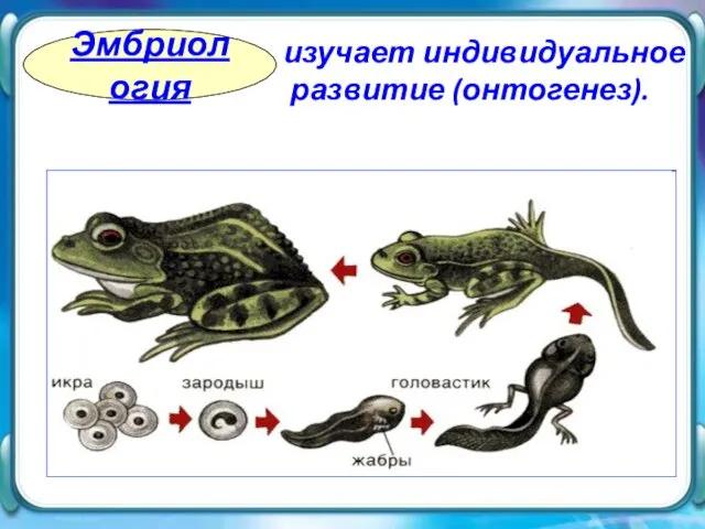 изучает индивидуальное развитие (онтогенез). Эмбриология