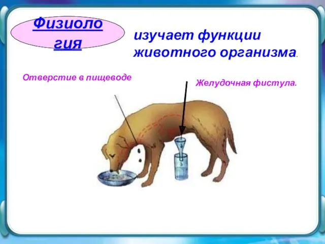 Физиология изучает функции животного организма. Отверстие в пищеводе Желудочная фистула.