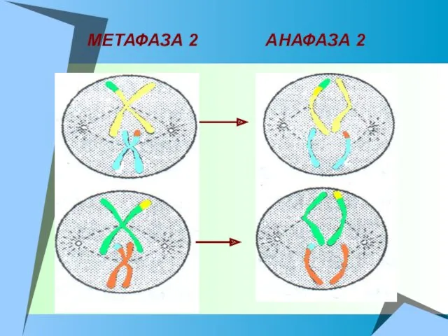 МЕТАФАЗА 2 АНАФАЗА 2