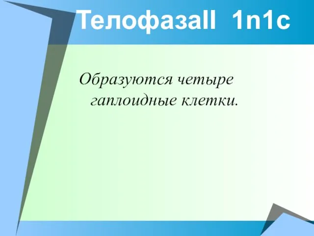 ТелофазаII 1n1c Образуются четыре гаплоидные клетки.