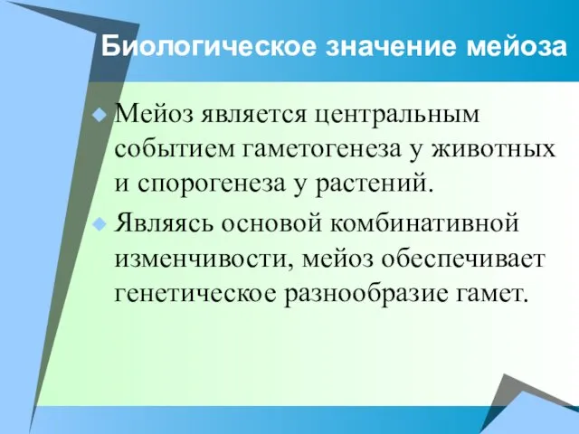 Биологическое значение мейоза Мейоз является центральным событием гаметогенеза у животных