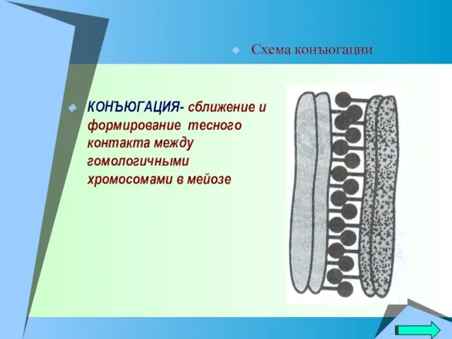 КОНЪЮГАЦИЯ- сближение и формирование тесного контакта между гомологичными хромосомами в мейозе Схема конъюгации