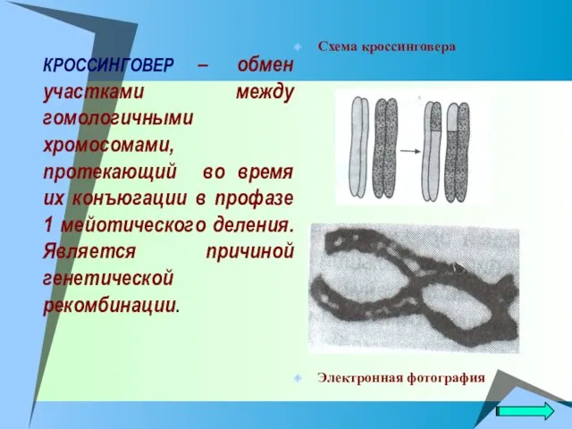 КРОССИНГОВЕР – обмен участками между гомологичными хромосомами, протекающий во время