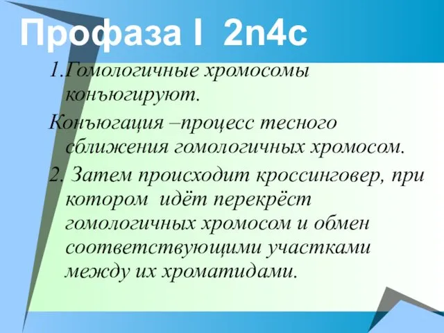 Профаза I 2n4c 1.Гомологичные хромосомы конъюгируют. Конъюгация –процесс тесного сближения