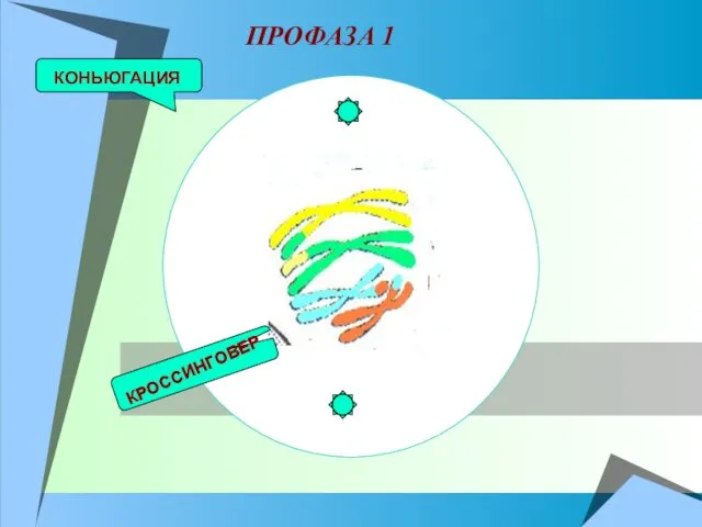 КОНЬЮГАЦИЯ КРОССИНГОВЕР ПРОФАЗА 1