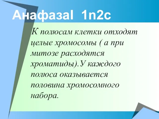 АнафазаI 1n2c К полюсам клетки отходят целые хромосомы ( а