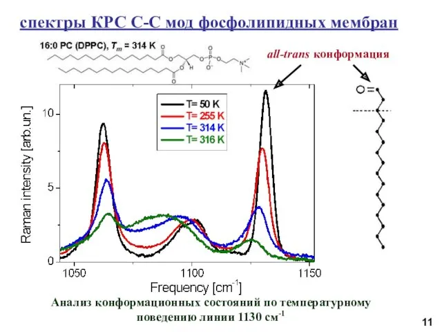 спектры КРС С-С мод фосфолипидных мембран 11 Анализ конформационных состояний