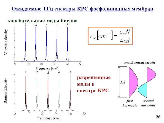 Ожидаемые ТГц спектры КРС фосфолипидных мембран 26 колебательные моды бислоя