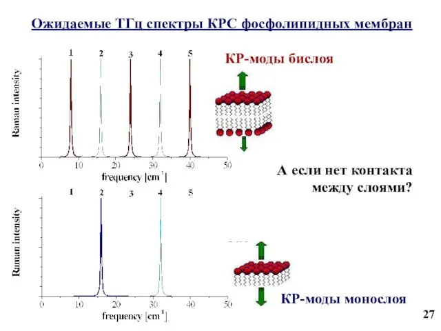 Ожидаемые ТГц спектры КРС фосфолипидных мембран 27 КР-моды бислоя А если нет контакта между слоями?