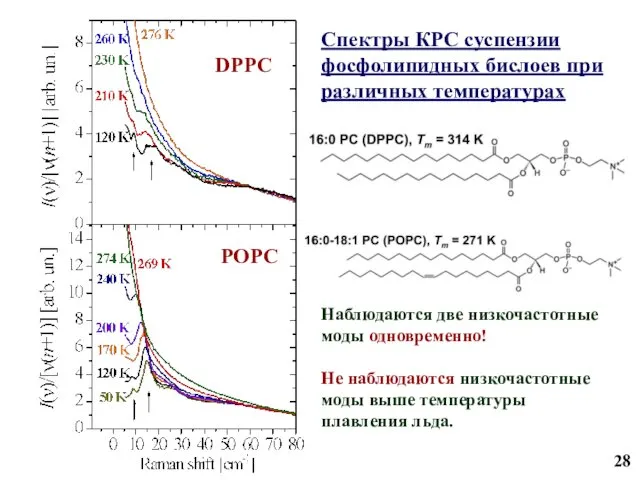Спектры КРС суспензии фосфолипидных бислоев при различных температурах DPPC POPC