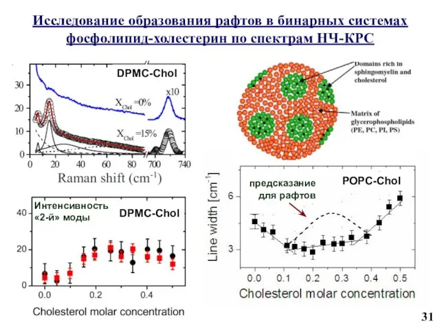 Исследование образования рафтов в бинарных системах фосфолипид-холестерин по спектрам НЧ-КРС