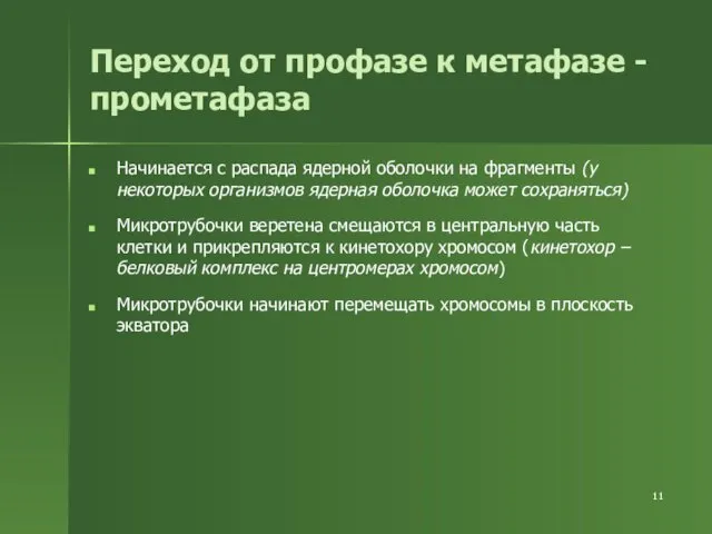 Переход от профазе к метафазе - прометафаза Начинается с распада