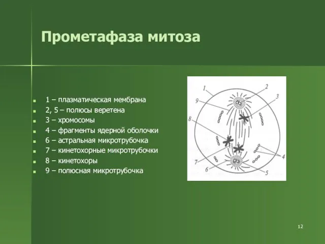 Прометафаза митоза 1 – плазматическая мембрана 2, 5 – полюсы