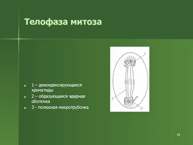 Телофаза митоза 1 – деконденсирующиеся хроматиды 2 – образующаяся ядерная оболочка 3 - полюсная микротрубочка