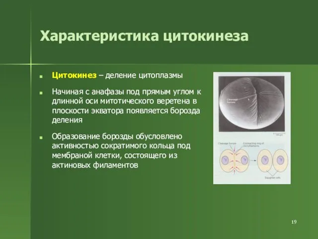 Характеристика цитокинеза Цитокинез – деление цитоплазмы Начиная с анафазы под