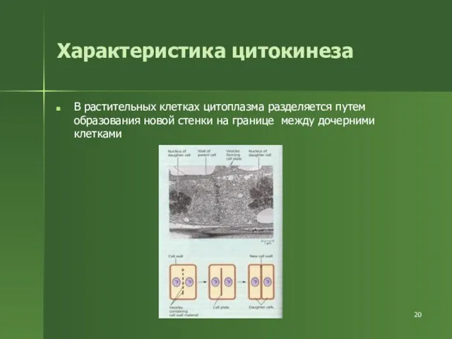 Характеристика цитокинеза В растительных клетках цитоплазма разделяется путем образования новой стенки на границе между дочерними клетками