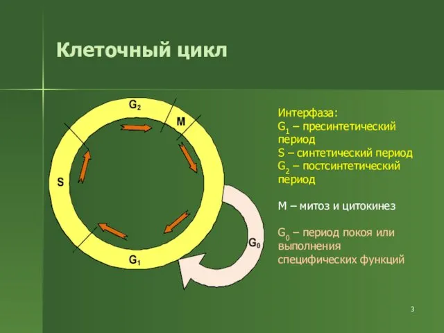 Клеточный цикл Интерфаза: G1 – пресинтетический период S – синтетический