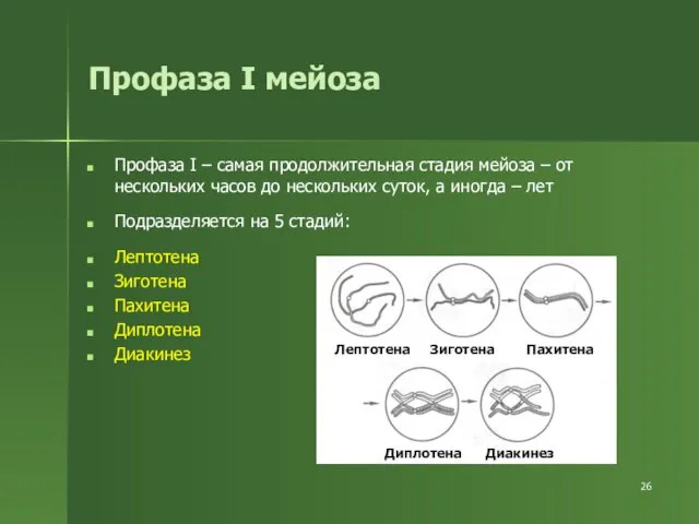 Профаза I мейоза Профаза I – самая продолжительная стадия мейоза