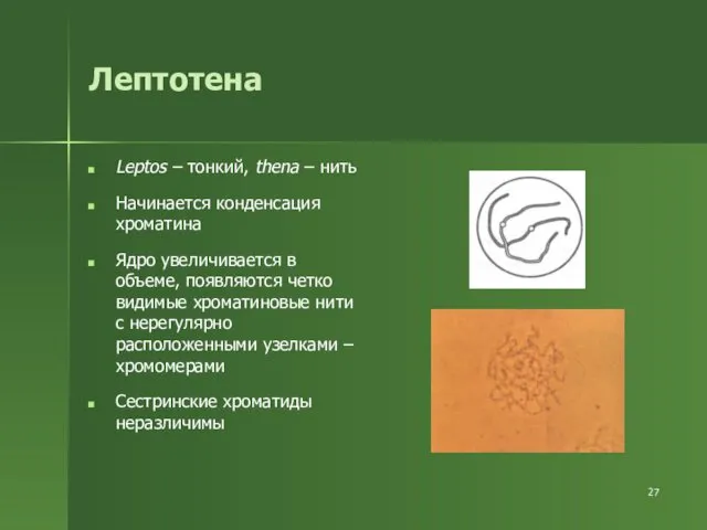 Лептотена Leptos – тонкий, thena – нить Начинается конденсация хроматина