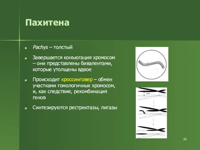 Пахитена Pachys – толстый Завершается конъюгация хромосом – они представлены