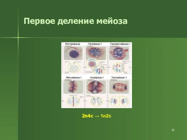 Первое деление мейоза 2n4c → 1n2c