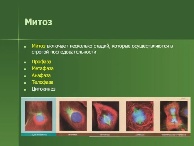 Митоз Митоз включает несколько стадий, которые осуществляются в строгой последовательности: Профаза Метафаза Анафаза Телофаза Цитокинез