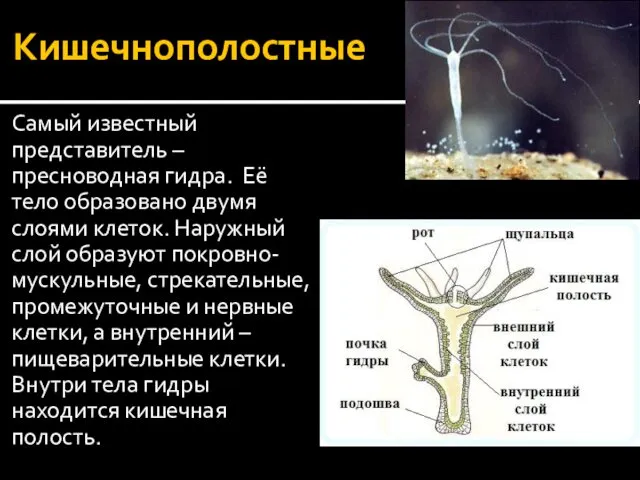 Кишечнополостные Самый известный представитель – пресноводная гидра. Её тело образовано