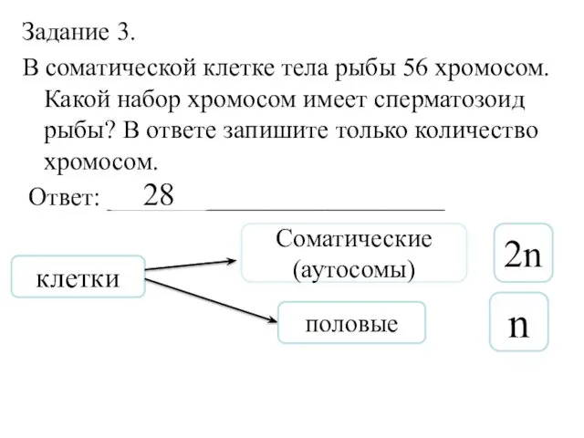 Задание 3. В соматической клетке тела рыбы 56 хромосом. Какой