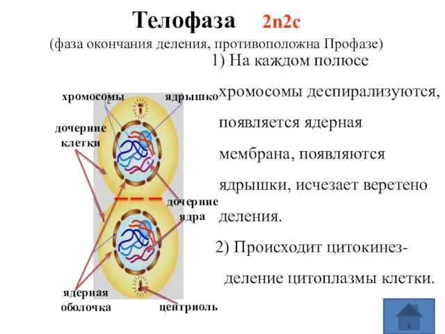 Телофаза 2n2c (фаза окончания деления, противоположна Профазе) дочерние клетки центриоль