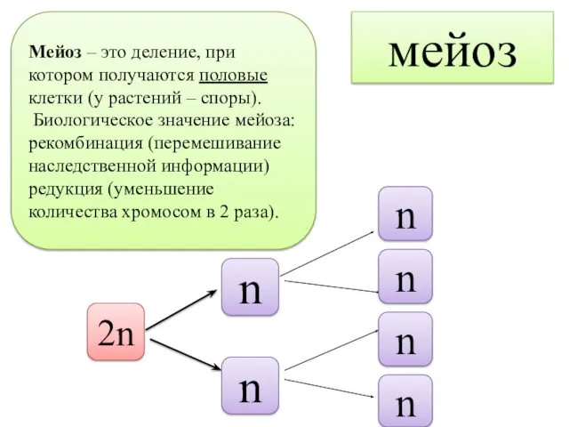 мейоз Мейоз – это деление, при котором получаются половые клетки