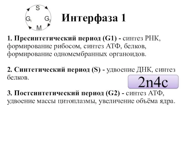 Интерфаза 1 1. Пресинтетический период (G1) - синтез РНК, формирование