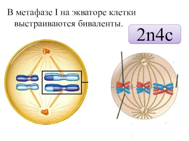 В метафазе I на экваторе клетки выстраиваются биваленты. 2n4c