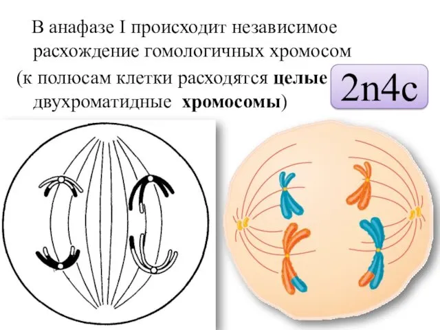 В анафазе I происходит независимое расхождение гомологичных хромосом (к полюсам клетки расходятся целые двухроматидные хромосомы) 2n4c