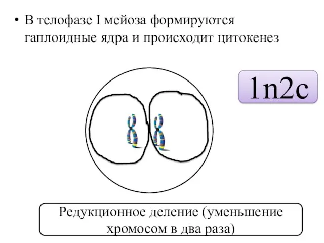 В телофазе I мейоза формируются гаплоидные ядра и происходит цитокенез