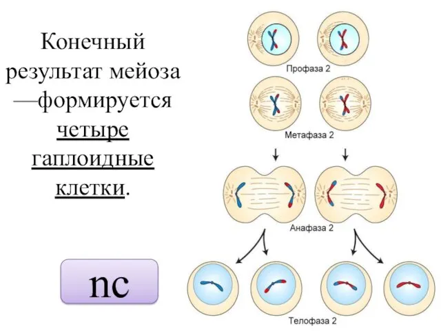 Конечный результат мейоза —формируется четыре гаплоидные клетки. nc